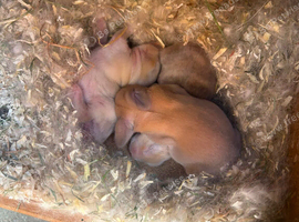3 babies