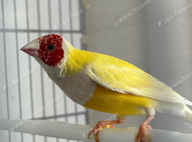 Young male Gouldian Finch for sale