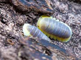 Cubaris Lemon Blue Isopods