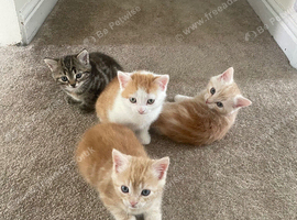 4 Beautiful Kittens Looking for Loving Homes