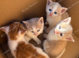 Ginger & white and cream & white mixed litter kittens