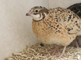 Japanese quails