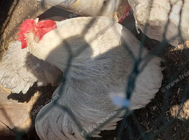Buff & Lavender Orpington hens & Cockerels for sale