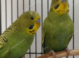 Bonded young cocks