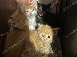 Kittens