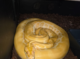 Pearl burmese python