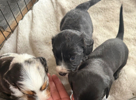 Dachshund x collie