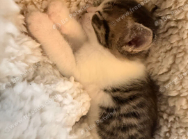 Calico x Ragdoll kittens