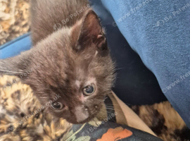 2 adorable black kittens