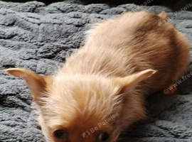Chorkie boy pup