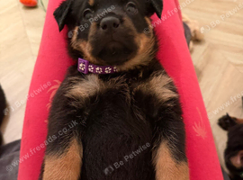 Rottweiler pups