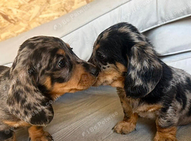 Stunning dachshund puppies