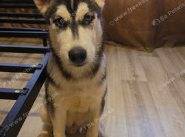 Siberan husky
