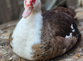 Muscovy ducks