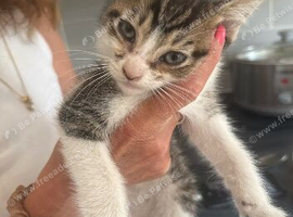 Kitten for sale