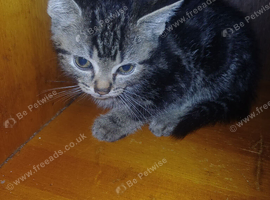 3 Kittens Looking for New Homes - 9 Weeks Old