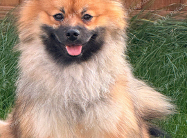 Pomeranian Puppy for sale