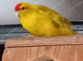 Stunning kakariki's