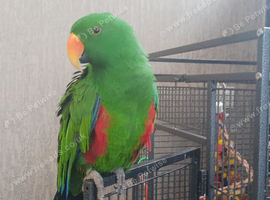 Young  ecletus parrot talking