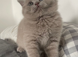 GORGEOUS LILAC GCCF REGISTERED BOY