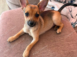 Open to offers Girl left Jack Russell cross Pomeranian