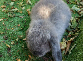 Mini Lop