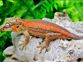 Nice Bright Red Stripe Male gargoyle gecko