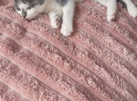 Beautiful half BSH kitten