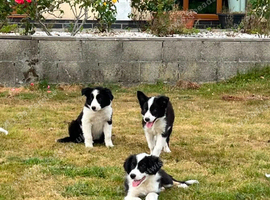 Beautiful Border Collie Puppies For Sale