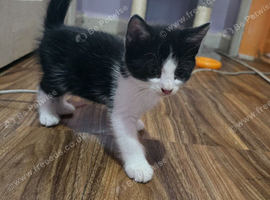 Kittens looking for they forever home