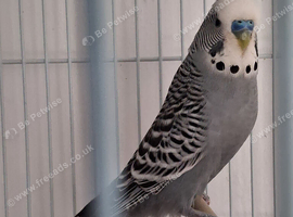 Budgie