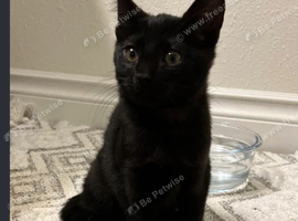 Male kitten 14 weeks