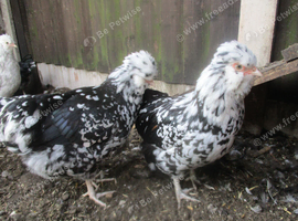 Black/White Mottled Pullets( Female) Bantam Pekin/Araucana (Blue eggs)
