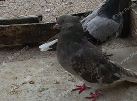 Iranian pigeons