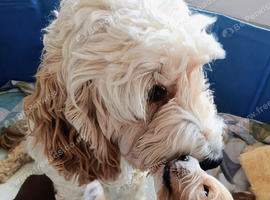 Adorable full DNA tested Cockerpoo puppies