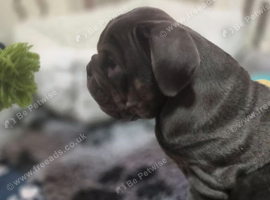 Blue Tri British Bulldog