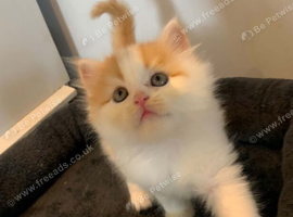LAST ONE absolutely stunning Persian Kittens