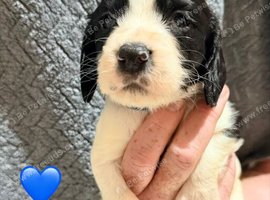 10 beautiful Sprocker spaniel puppies