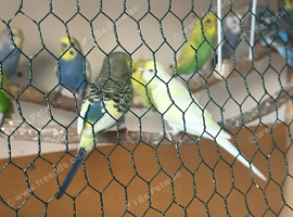 Approve breeding pair