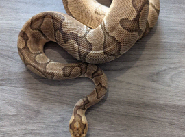 Enchi clown