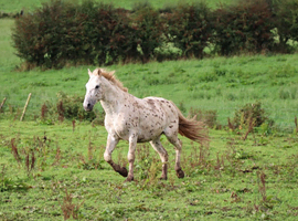 Appaloosa Colts for Sale