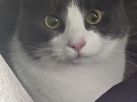 1 Boy & 2 Girl Adult Cats &zwj;