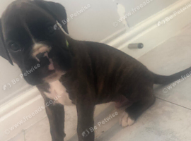3 KC BOXER PUPS LEFT