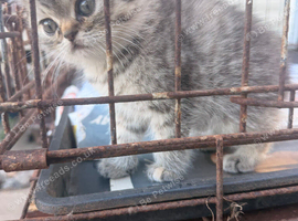 Luxury Himalayan Persians