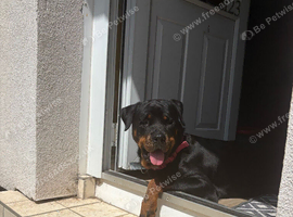 2 year old Female Rottweiler