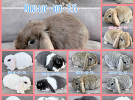Mini Lop Rabbits