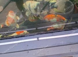 Tanshow butterfly koi