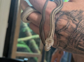 4x Corn snakes