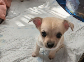 Chihuahua puppies for sale