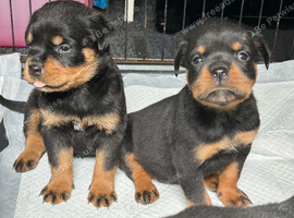Kc Registered Rottwiler puppies
